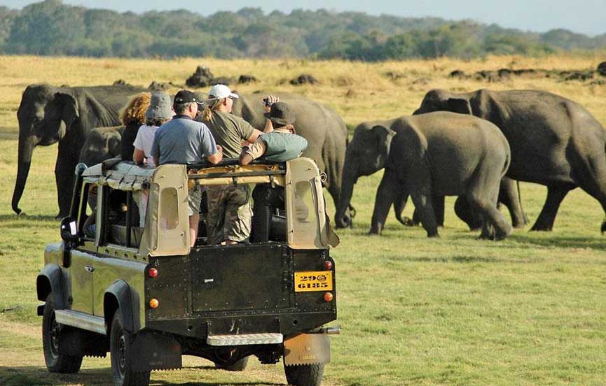 Yala Safari